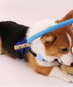 Blind Dog Halo Bumper Collar Harness